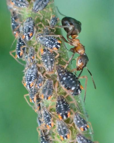 Pterocomma salicis